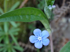 Omphalodes nitida