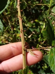 Rubus amplificatus
