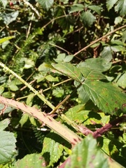 Rubus amplificatus