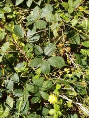 Rubus amplificatus