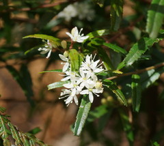 Leionema bilobum