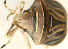 Minchamia hubbardae