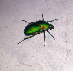 Heterorrhina elegans