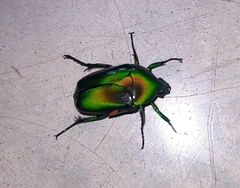 Heterorrhina elegans