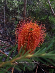 Banksia ericifolia