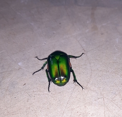 Heterorrhina elegans