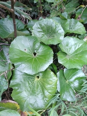Farfugium japonicum japonicum