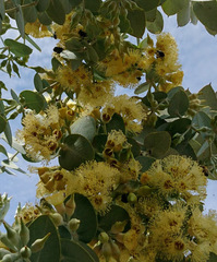 Eucalyptus gillii