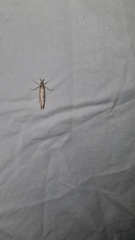 Hednota longipalpella