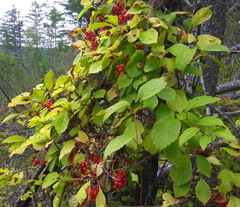 Schisandra chinensis