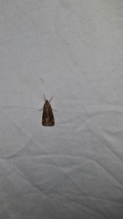 Achyra affinitalis