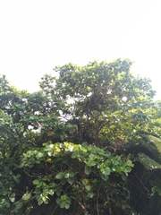 Neonauclea reticulata