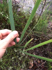 Bossiaea scolopendria