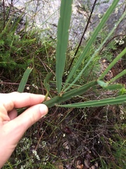 Bossiaea scolopendria