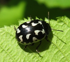 Calligrapha pnirsa