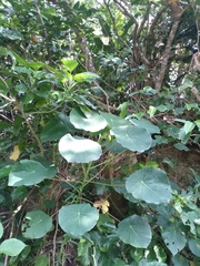 Homalanthus fastuosus