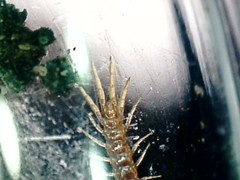 Lithobius microps