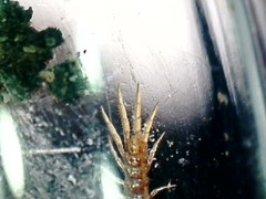 Lithobius microps