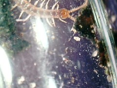 Lithobius microps