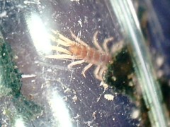 Lithobius microps