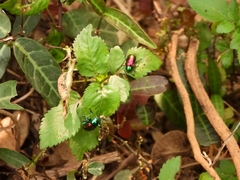 Platycorynus sauteri