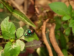 Platycorynus sauteri