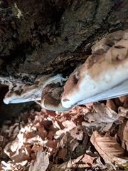 Ganoderma applanatum