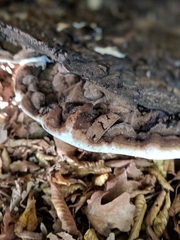 Ganoderma applanatum