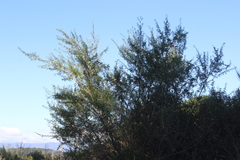 Chamaecytisus prolifer