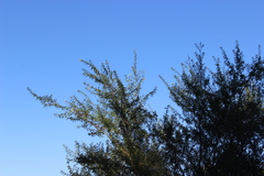 Chamaecytisus prolifer