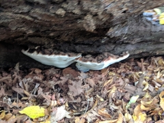 Ganoderma applanatum