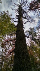 Tsuga canadensis