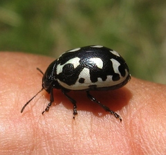 Calligrapha pnirsa