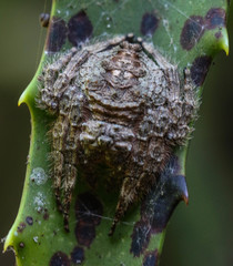 Caerostris sexcuspidata