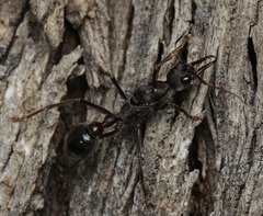 Myrmecia pyriformis