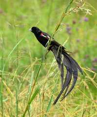 Euplectes progne progne