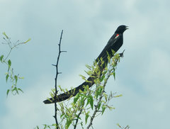 Euplectes progne progne