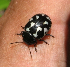 Calligrapha pnirsa