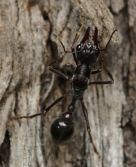 Myrmecia pyriformis
