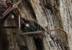 Myrmecia pyriformis