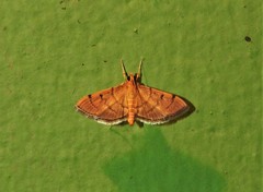 Omiodes indicata