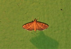 Omiodes indicata