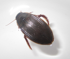 Dytiscus fasciventris