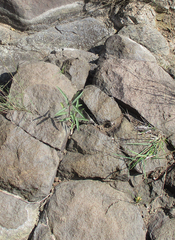 Cryptostegia
