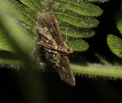 Eurrhyparodes bracteolalis