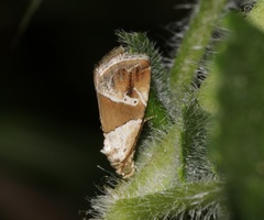 Maliattha separata