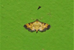 Ategumia ebulealis