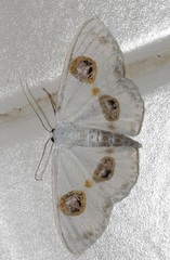 Problepsis eucircota