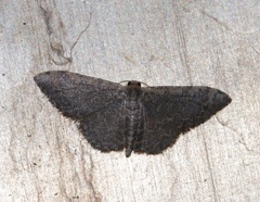Idaea costiguttata