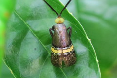 Nemophora decisella